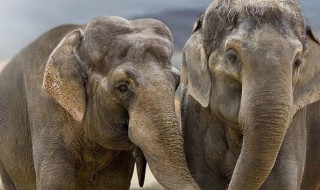 大象如何沟通（大象通过什么来交流）