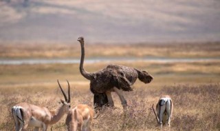 鸵鸟适应生存的环境（鸵鸟的生活环境和生活方式）