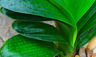 君子兰叶心发黑怎么办 君子兰叶心发黑怎么办视频