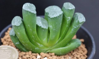 多肉玉扇怎么养 多肉玉扇怎么养护