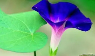 牵牛花几点开放几点合拢 牵牛花几点开放几点合拢好