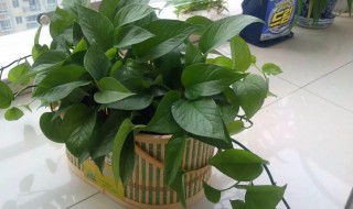 大叶绿萝冬天怎么养 大叶绿萝冬天怎么养护