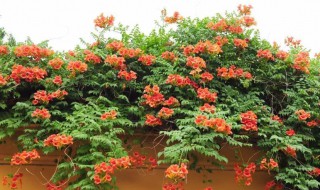凌霄花生长需要什么条件 凌霄花生长在什么季节