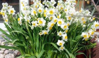 水仙花开完花怎么处理（水仙花开完花怎么处理水培）