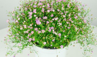 满天星怎么养花瓶（满天星用花瓶怎么养）