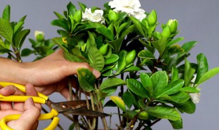 栀子花怎么养才能更旺盛 栀子花怎么养才能更旺盛开花