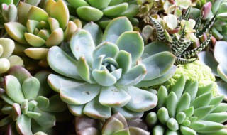 盆栽多肉樱水晶怎么养（多肉植物樱水晶怎么养）