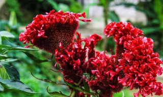 鸡冠花有毒吗 鸡冠花有毒吗?对人有害吗?