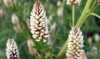 甘草种植方法 甘草种植方法及时间