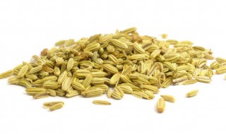 秋茬茴香的种植方法介绍（秋茬茴香的种植方法介绍视频）