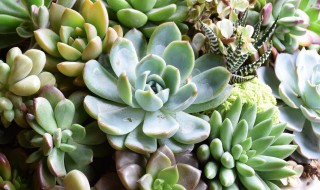 多肉桃蛋烂根怎么办 多肉桃蛋烂根怎么办用什么药