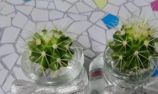 切了一半的仙人球还能活吗 切了一半的仙人球还能活吗图片