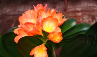 君子兰不开花怎么办（君子兰不开花怎么办才能让它开花）