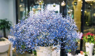 满天星倒伏了怎么办 满天星幼苗倒伏了怎么办