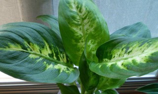 龟背竹叶子发软下垂怎么办 龟背竹叶子发软下垂怎么办呢