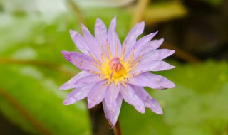 睡莲秋天怎么养（睡莲秋天能种吗）