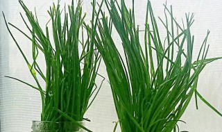 淘米水可以浇小葱吗 淘米水可以浇小葱吗丁香花