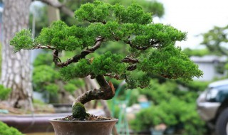 真柏叶子发黄发干不绿是什么原因 真柏叶子发黄发干不绿是什么原因造成的