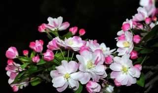 西府海棠和垂丝海棠的主要区别及养护方法 西府海棠和垂丝海棠的主要区别