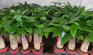 发财树能长多大（发财树能长多大图片）