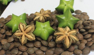 美藤果栽培技术 美藤果栽培技术与管理