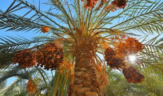 海枣树怎么养 海枣树怎么养护和管理