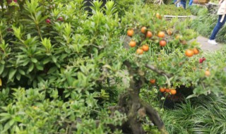 金弹子用什么土壤最好（金弹子种植用什么土比较好）