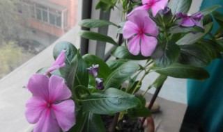 四季春花怎么养 四季春花怎么养才能让花开的大