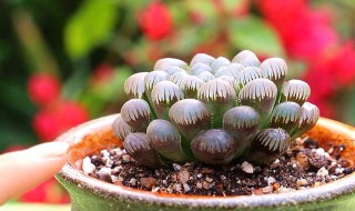 玉露几天浇水一次 玉露多久浇水一次