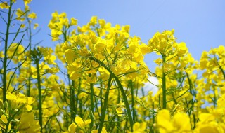 油菜花是几月份开花 油菜花是几月份开花的