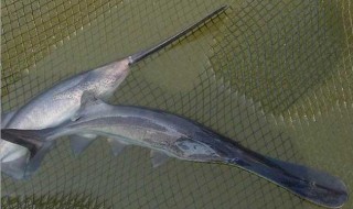 如何养殖鸭嘴鱼 养殖鸭嘴鱼长大需要几个月