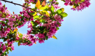 金铃花怎么养（金铃花养殖及注意事项）