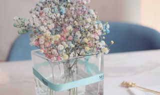 满天星在花瓶里怎么养（满天星在花瓶里怎么养才不会枯萎）