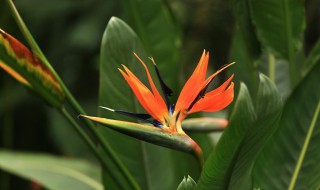 鹤望兰夏季怎么养殖最好（鹤望兰夏季怎么养殖最好的）