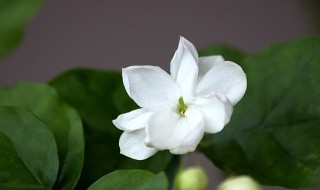 茉莉花怎么养才能更旺盛 茉莉花怎么养才能更旺盛开花