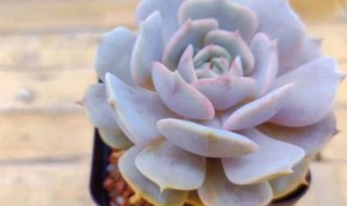 露娜莲好养吗（露娜莲和丽娜莲哪个好养）