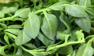 田七菜的种植方法 田七菜的种植方法及图片