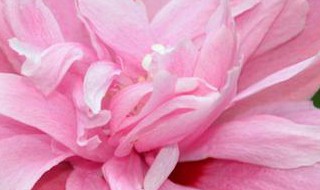 木槿花为什么不开花 木槿花为什么不开花了