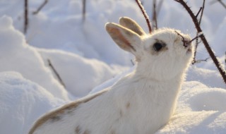 野兔冬天的生活规律（野兔子的生活规律）