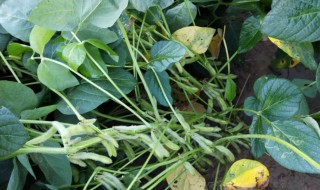 大豆开花期可以打药吗 大豆开花时能打农药吗
