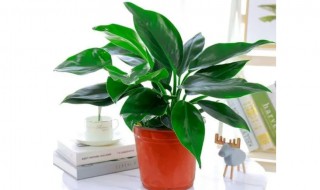 绿公主能吸甲醛吗 绿公主净化空气吗