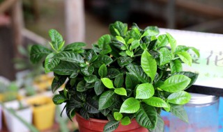 栀子花在室内养吗（栀子花在室内养吗好吗）