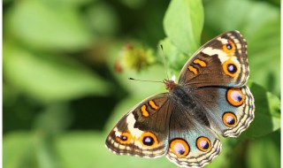 大孔雀蝶的外形 大孔雀蝶的外形特点