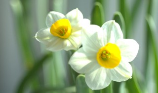 水仙花除甲醛吗 水仙花能除甲醛吗