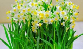 怎样才能让水仙花开花 怎样才能让水仙花开花快