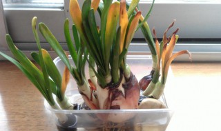 水仙花能二次开花吗 水仙花可以二次开花吗