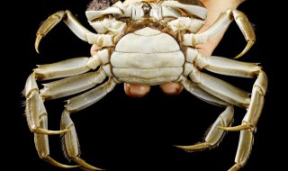 花蟹和螃蟹的区别（花蟹和螃蟹的区别在哪里）