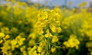 油菜花开的时候 油菜花开的时候为什么精神病会加重