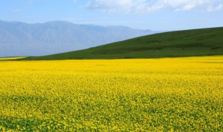 甘肃油菜花什么时候开花 甘肃油菜花几月开