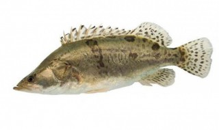 鳜鱼和桂鱼的区别是什么（鳜鱼和桂鱼的区别图片）